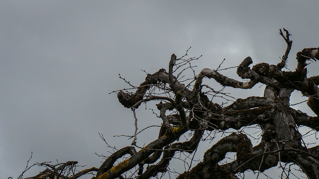 "Tortured Tree" Image: Theen Moy / Flickr (Creative Commons)