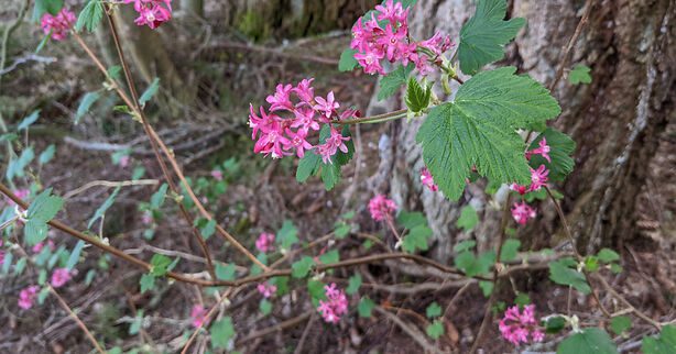 currant flowers in the woods