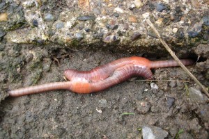 By Jack Hynes, http://en.wikipedia.org/wiki/Earthworm#mediaviewer/File:Mating_earthworms.jpg