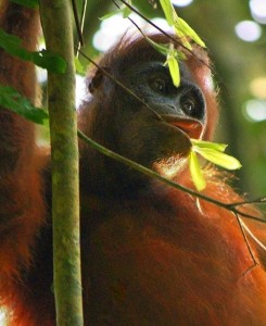 "Kutai Orangutan 2008" by Neil WWW.NEILSRTW.BLOGSPOT.COM - Wild Orangutan. Licensed under CC BY 2.0 via Wikimedia Commons - http://commons.wikimedia.org/wiki/File:Kutai_Orangutan_2008.jpg#/media/File:Kutai_Orangutan_2008.jpg