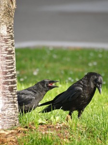 "American Crow and Fledgling" by Ingrid Taylar from San Francisco Bay Area - California, USA - American Crow and Fledgling. Licensed under CC BY 2.0 via Wikimedia Commons