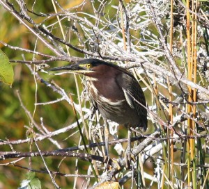 Green_Heron_(5644052828)