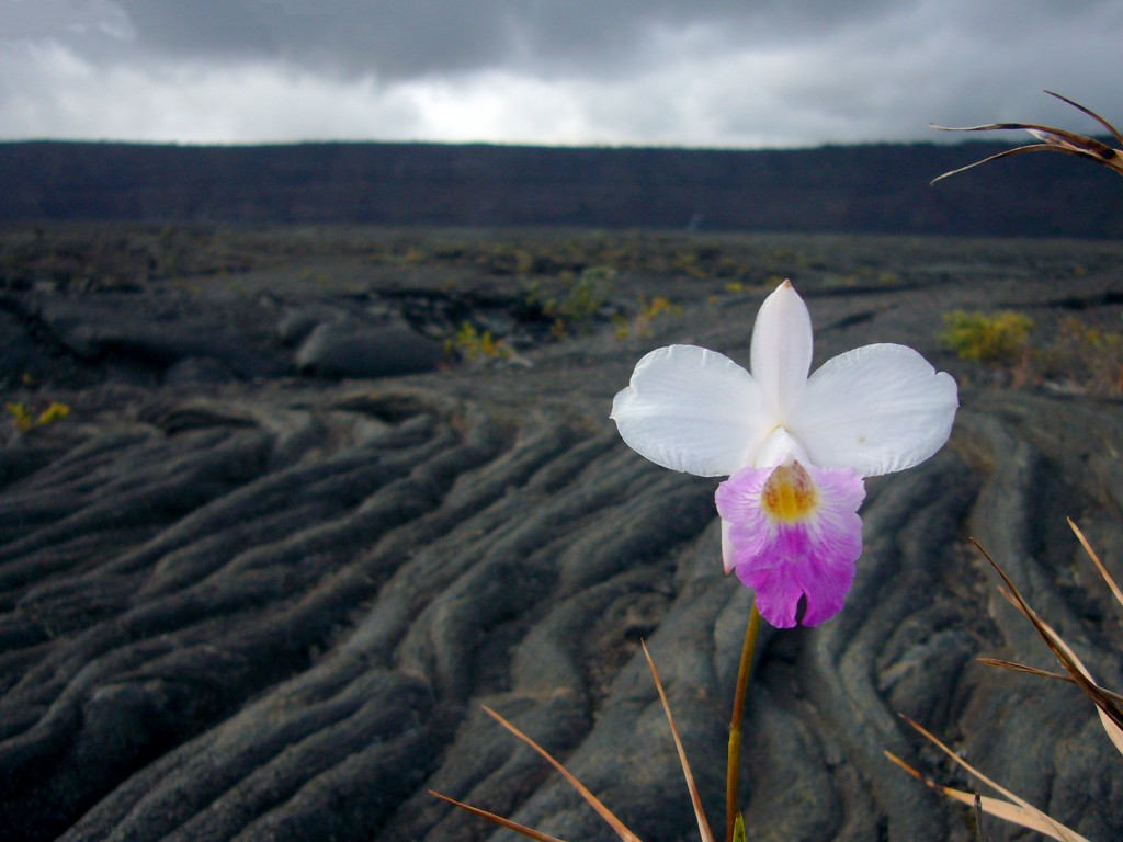 flowers-in-lava