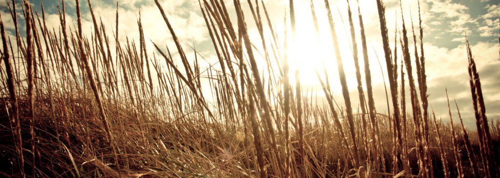 wheat-field-e1425077475370