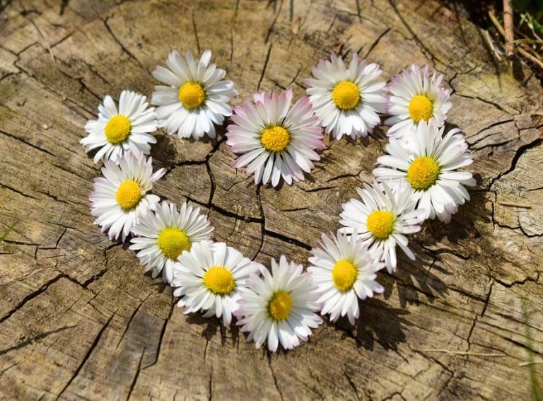 daisy-heart-flowers-flower-heart-large