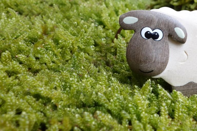 sheep-moss-meadow-eyes-50698-large
