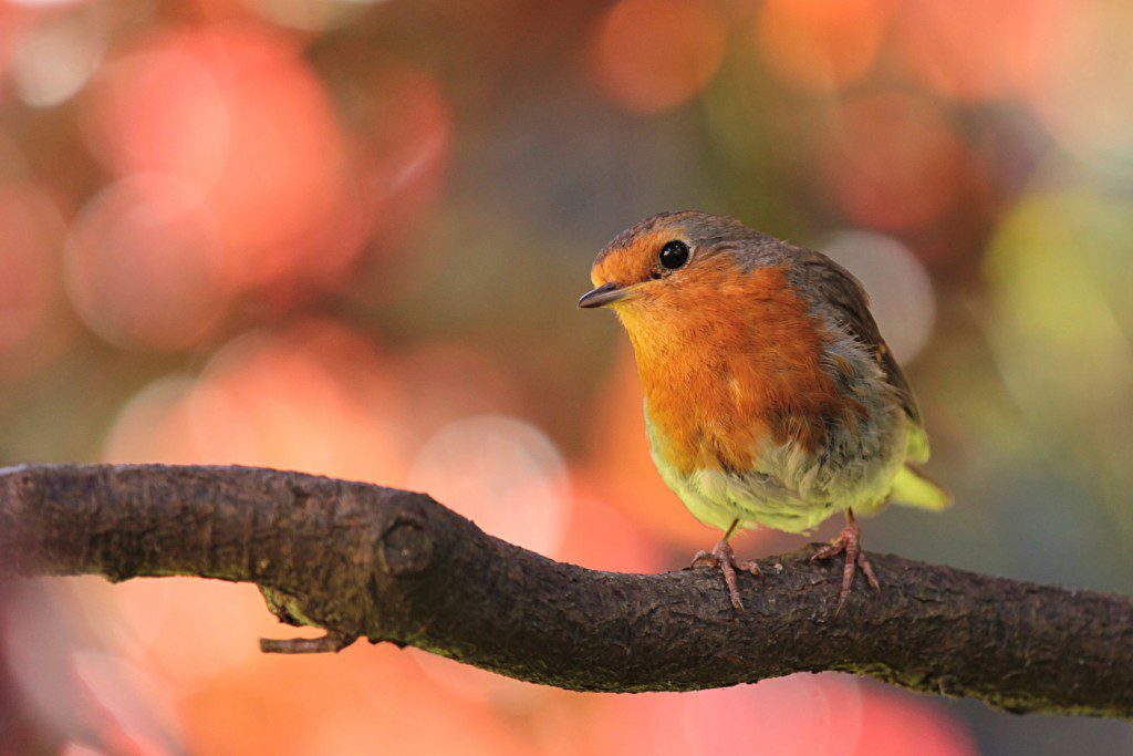 robin-bird-on-branch-in-the-garden