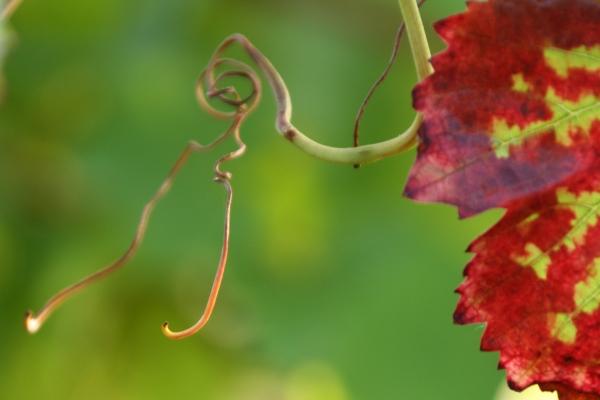 grape-leaf[1]