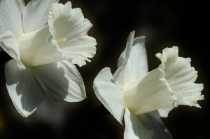 daffodil-401086_640