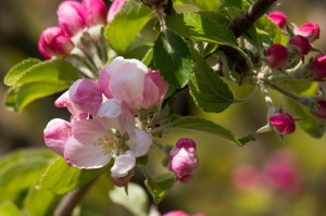 apple-blossom-739217_1280