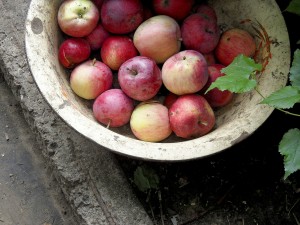 apples-182792_1280