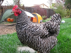 640px-Barred_Rock_hen_in_backyard