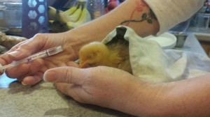Dying baby chick
