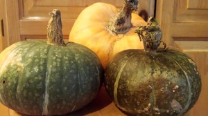 For a System to be sustainable, energy must be exchanged. We traded knowledge for pumpkins!