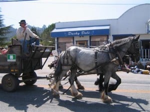 horse in aromas