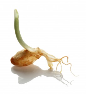 shutterstock_134756705
