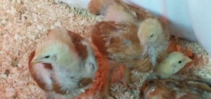 meat chicks 051115