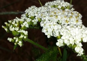 micro-dew white flowers at ucscA