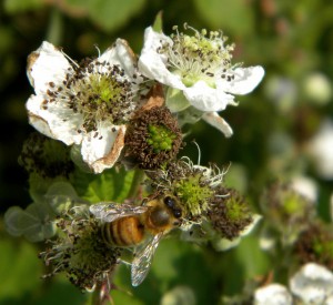 bee on blackberry