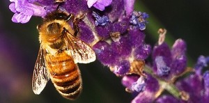 honeybee-lavender