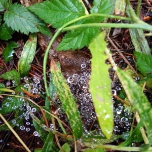 rain on a spider web at FW 2015