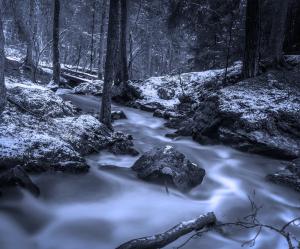 forest-648512_1920