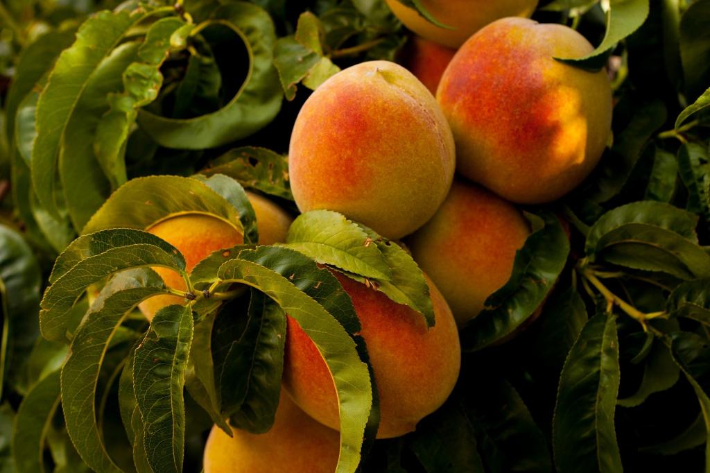 Peaches for fermentation at Lammas