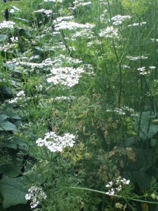 cilantro flowers