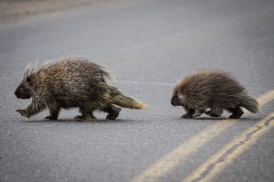 Two porcupines cross a road