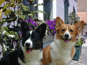Kelsey the Cardigan and Penny the Pembroke Welsh Corgis. Dave Crosby, 2004.