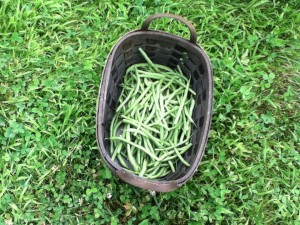 Green Beans. Cat Chapin-Bishop, 2014.