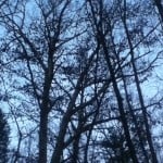 trees with bare branches