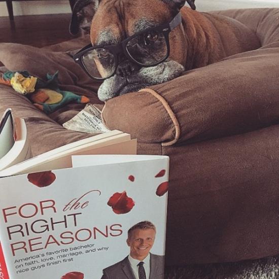 VIDEO: Watch These Dogs Drive a Car-1