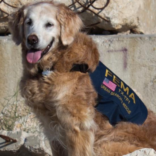 4. The last 9/11 search & rescue dog