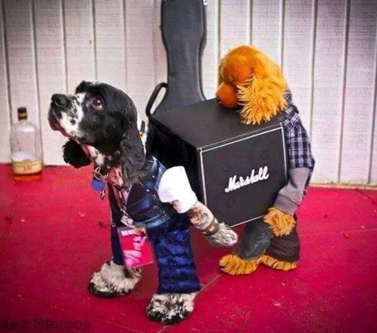 11 hilarious dog Halloween costumes-0