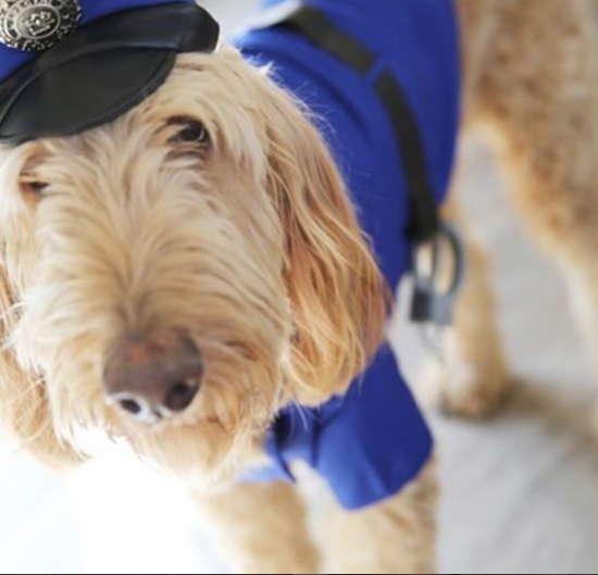 11 hilarious dog Halloween costumes-3