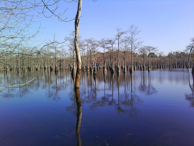 bald cypress trees reflected in mill pond