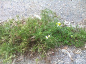 chamomile2