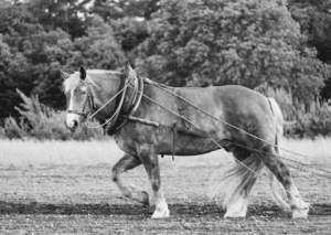 work horse