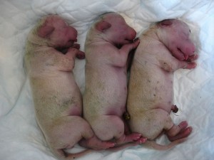 1024px-Golden_Retriever_pups_newborn