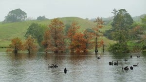 Swans_on_Lake_McLaren_in_front_of_trees_in_autumn_colors