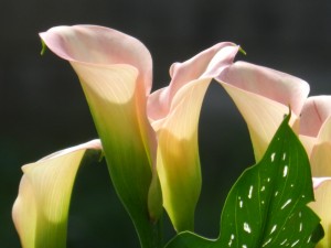 pinklillies