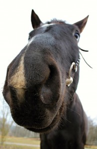 horseface