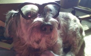 Carly glasses2