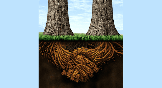 treeroots