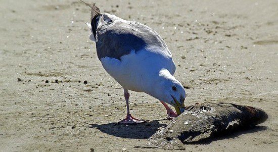 This seagull even knows that something stinks here