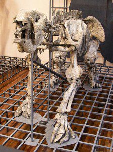 First discovered Megatherium