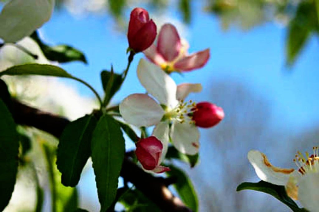I took this picture of a crabapple blossom in May. Now that it's October, it's too late to decide whether to let it become a crabapple.