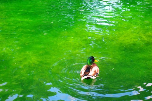 I also took this picture of water in Columbus, Ohio.