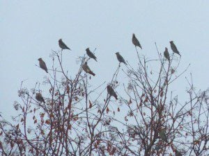 "Waxwings in the Rowans" by Harold Rhenisch.  Copyright (c) 2015.  Used by permission.